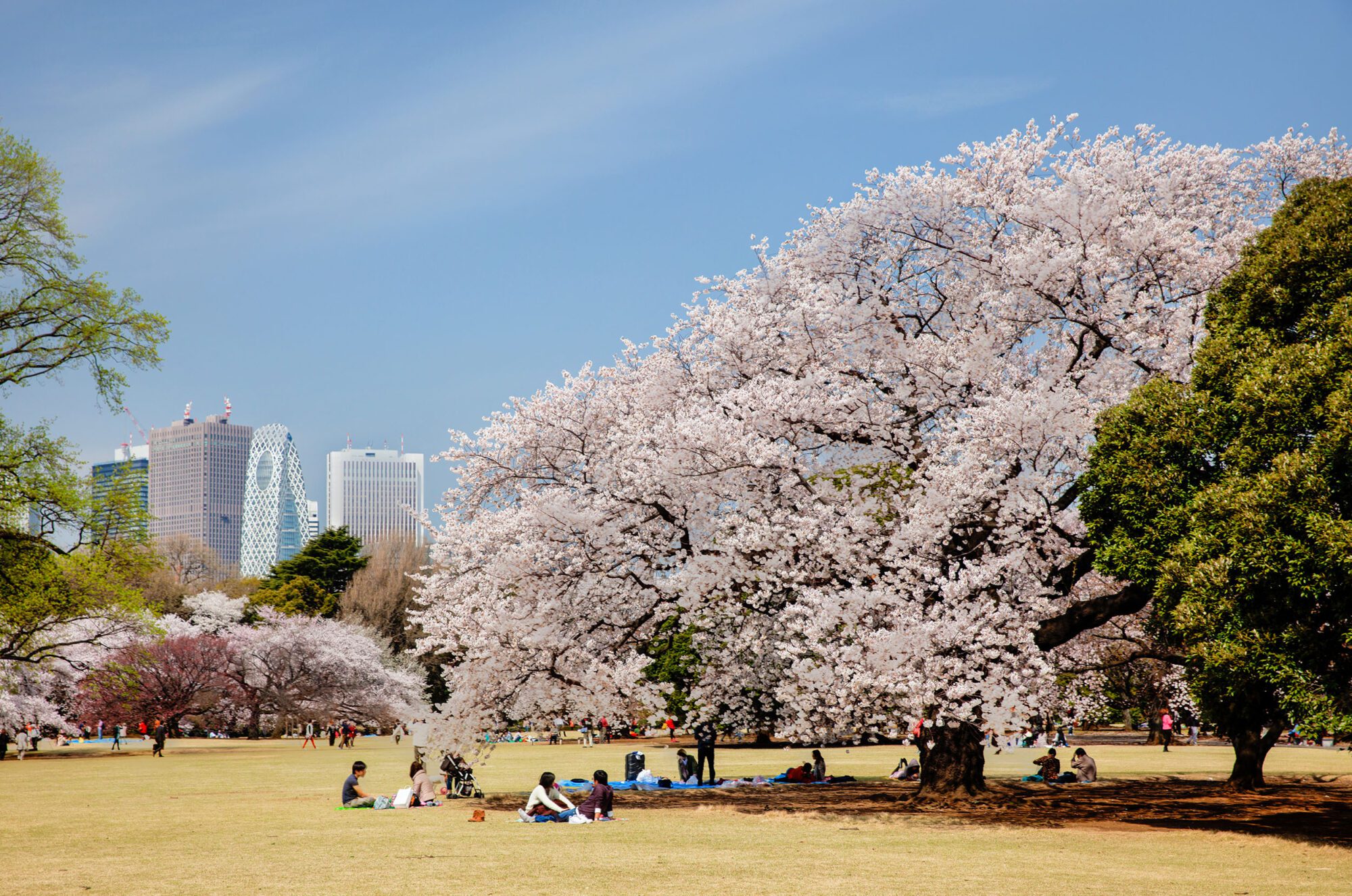 Japan in flower: discovering Tokyo’s floral wonders all year round