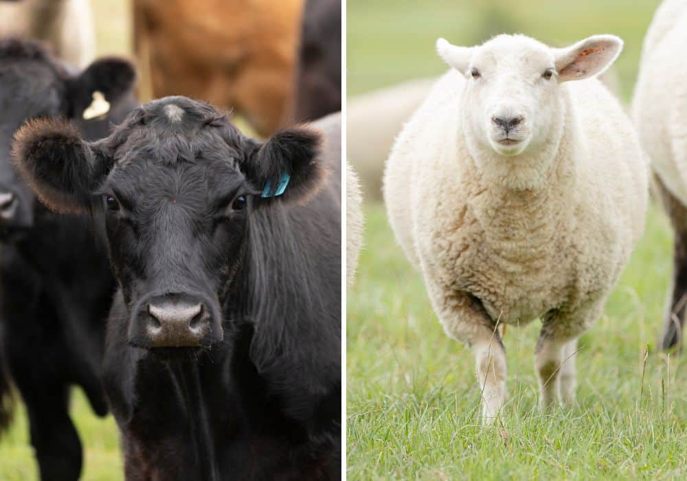 silver fern farms cattle and sheep