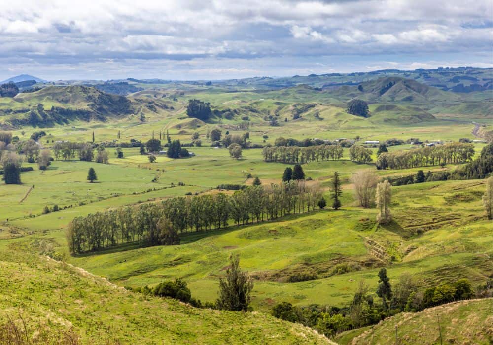 silver fern farms