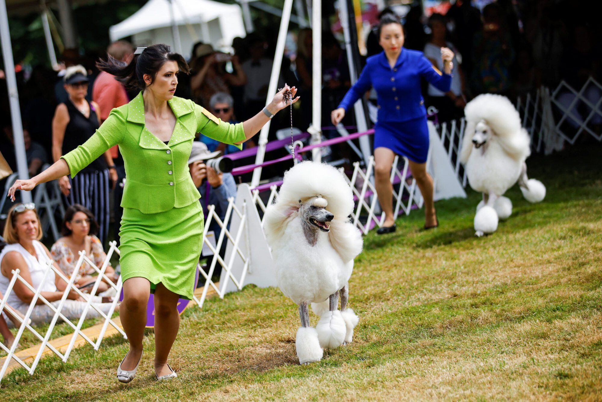 Standard Poodle dogs compete during the 146th Westminster Kennel Club Dog Show at the Lyndhurst Estate in Tarrytown, New York, U.S., June 21, 2022. REUTERS/Eduardo Munoz