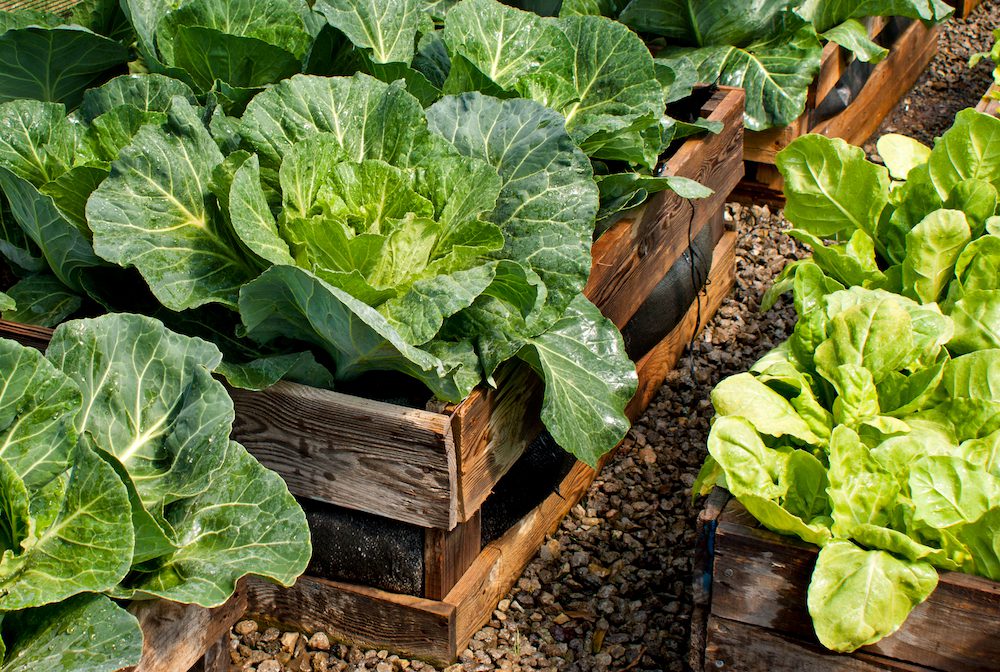 How to Harvest Cabbage – to make the most of your crop