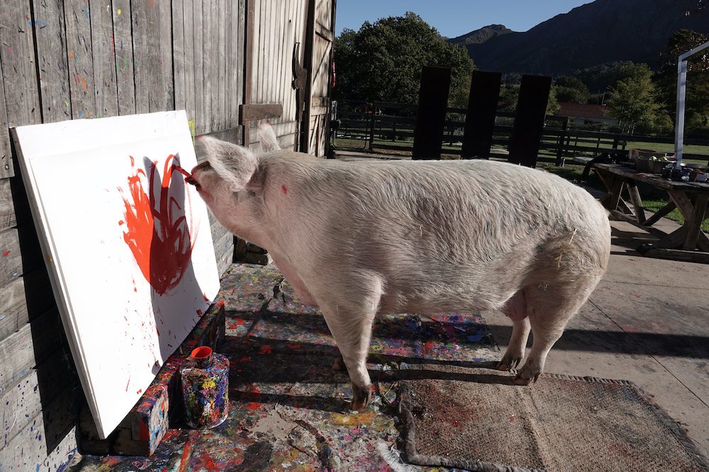 Pigcasso, the world's most successful non-human artist, at work at Farm Sanctuary SA in Franschhoek, South Africa.