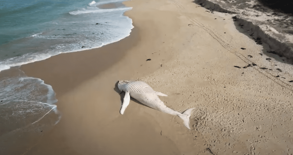 Drone footage of white whale washed up on remote Australian beach – Colin Dixon video
