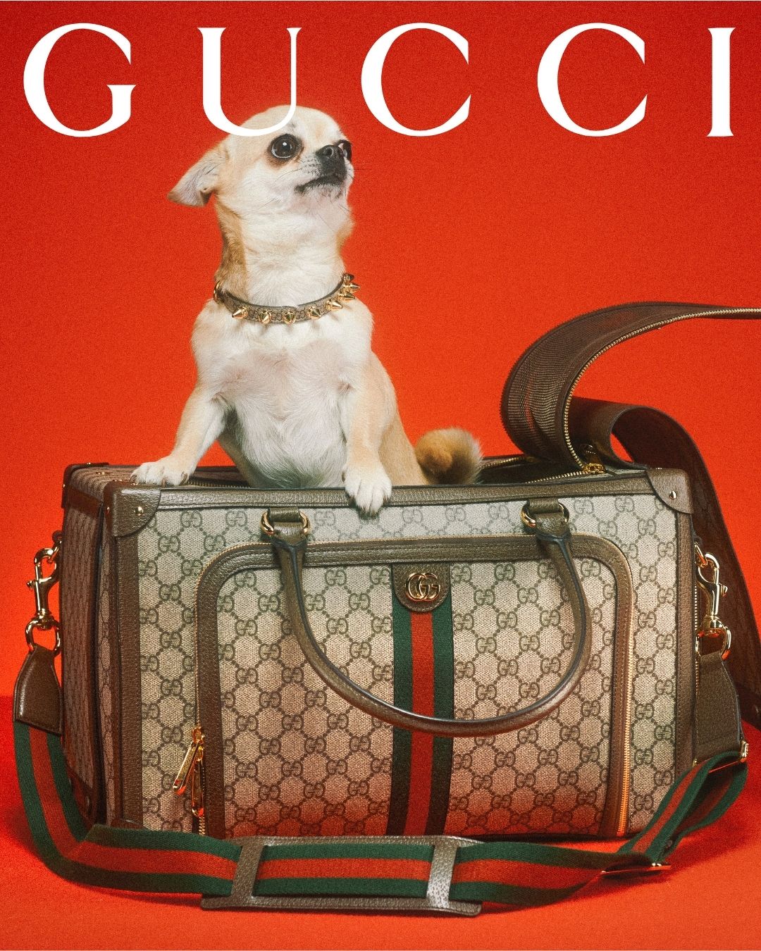 gucci dog travel bag