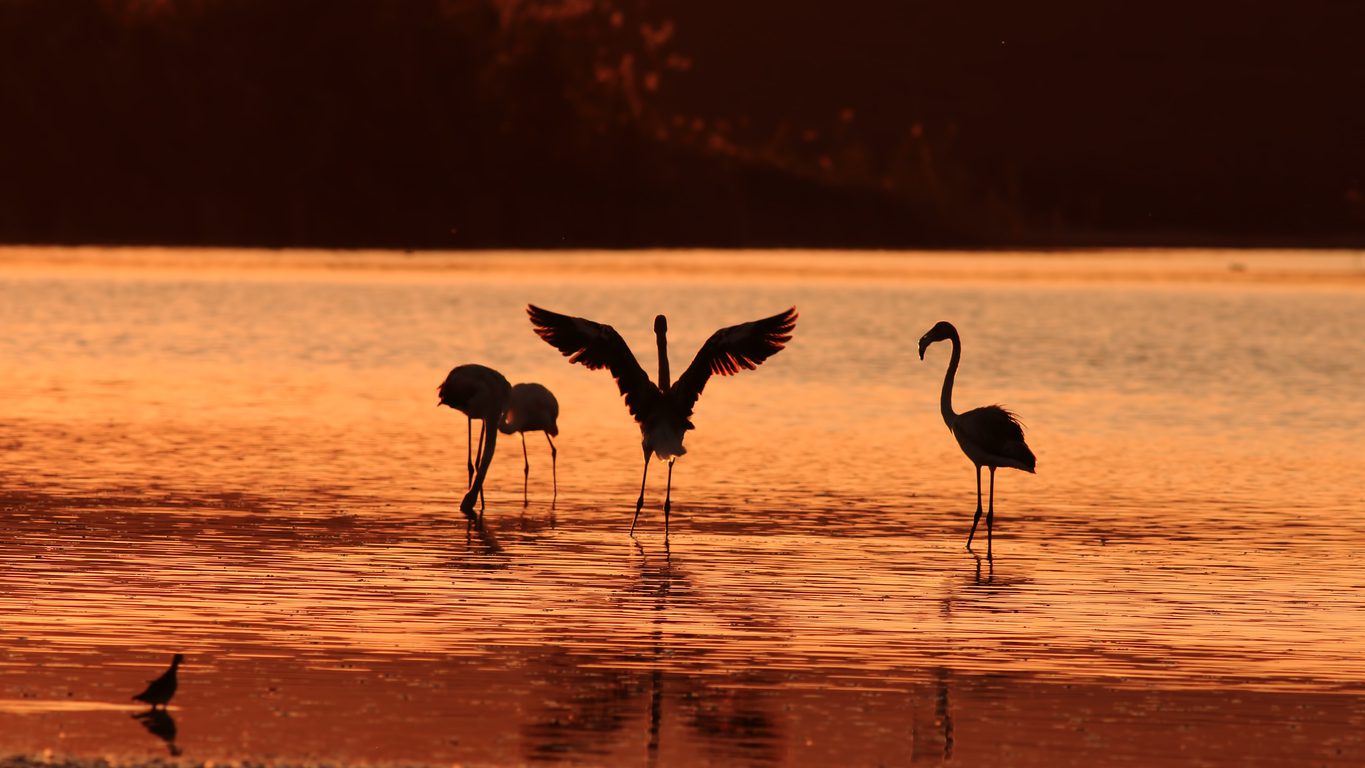Approximately 5,000 young flamingos died during 2021 due to the lack of water at Lake Tuz