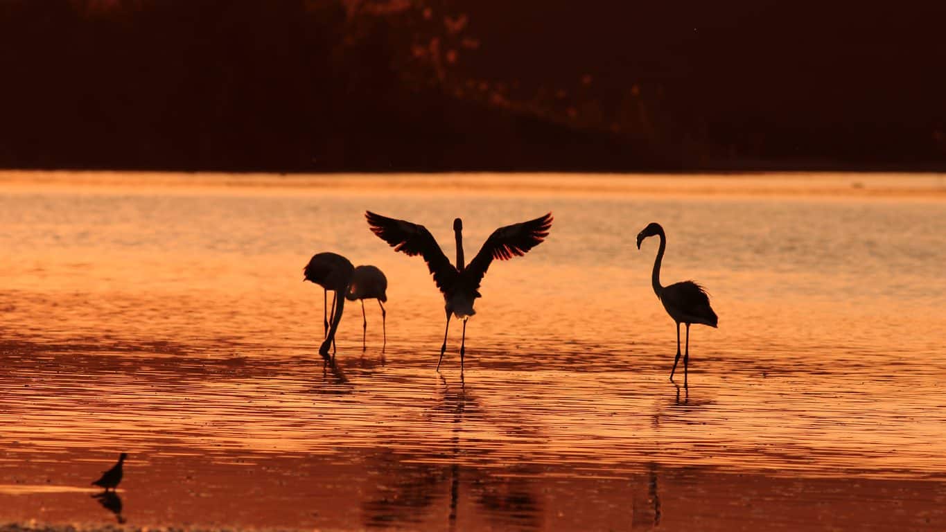 Approximately 5,000 young flamingos died during 2021 due to the lack of water at Lake Tuz