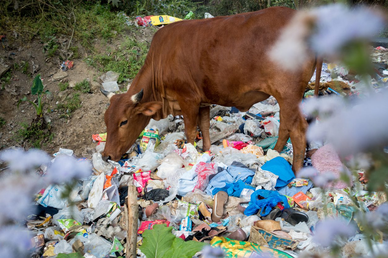 Cows eating garbage full of plastics and others toxic waste dumped on the roadside in Uttarakhand, India