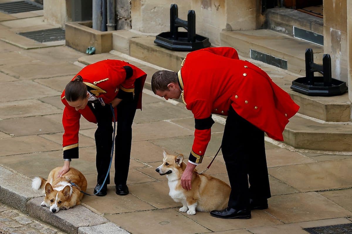 The royal corgis await the cortege on the day of the state funeral and burial of Britain's Queen Elizabeth, at Windsor Castle in Windsor, Britain, September 19, 2022.   REUTERS/Peter Nicholls/Pool