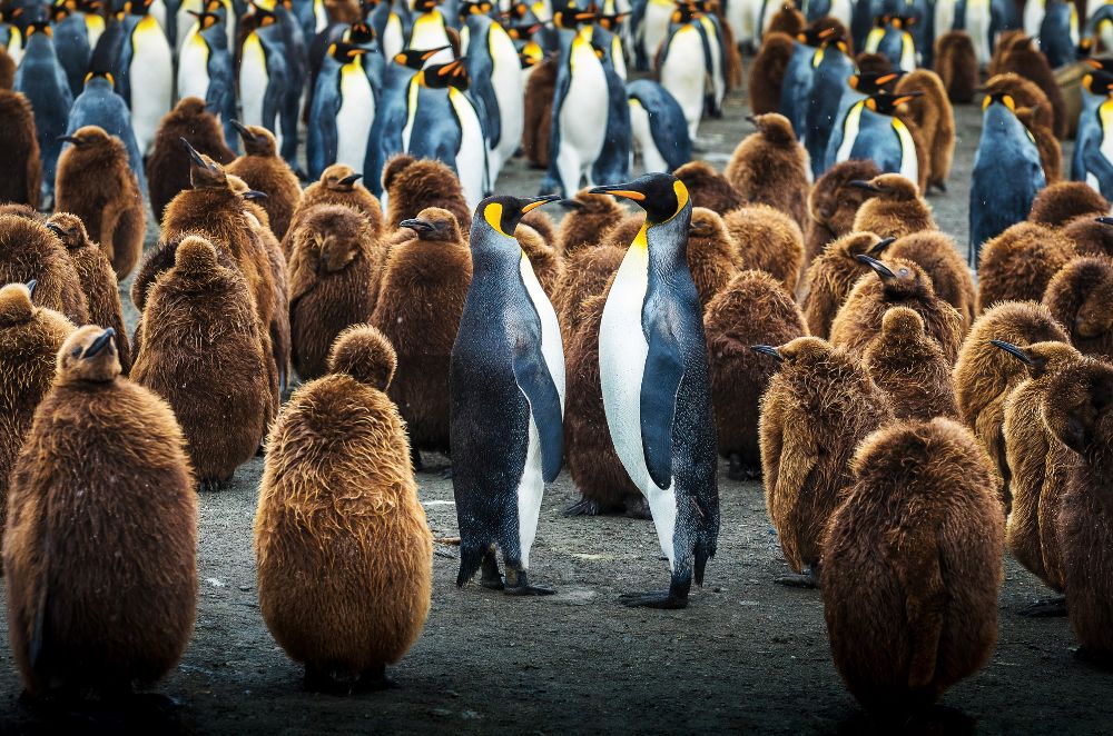 aurora expeditions antarctica penguins
