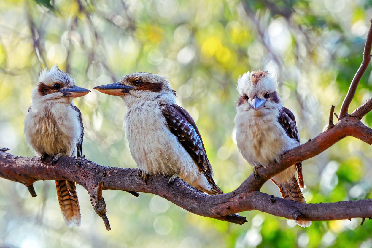 Australian native Laughing Kookaburras perched on a branch