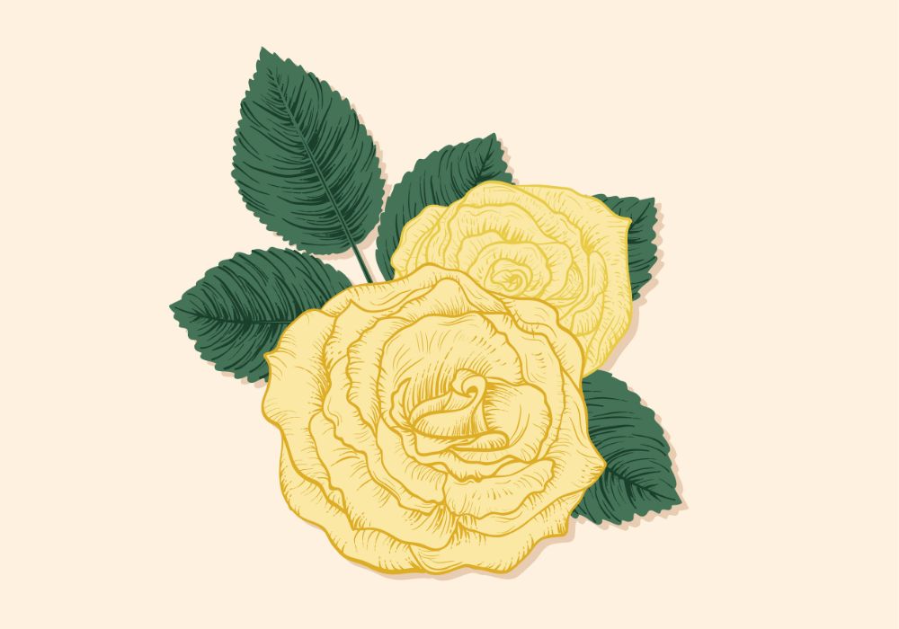 yellow roses illustration