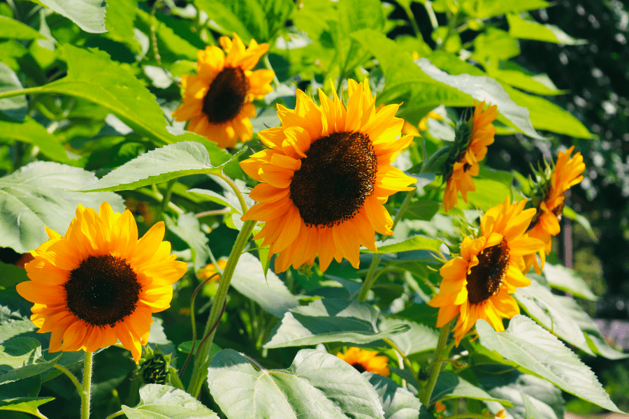 Sunflowers: A golden bullseye