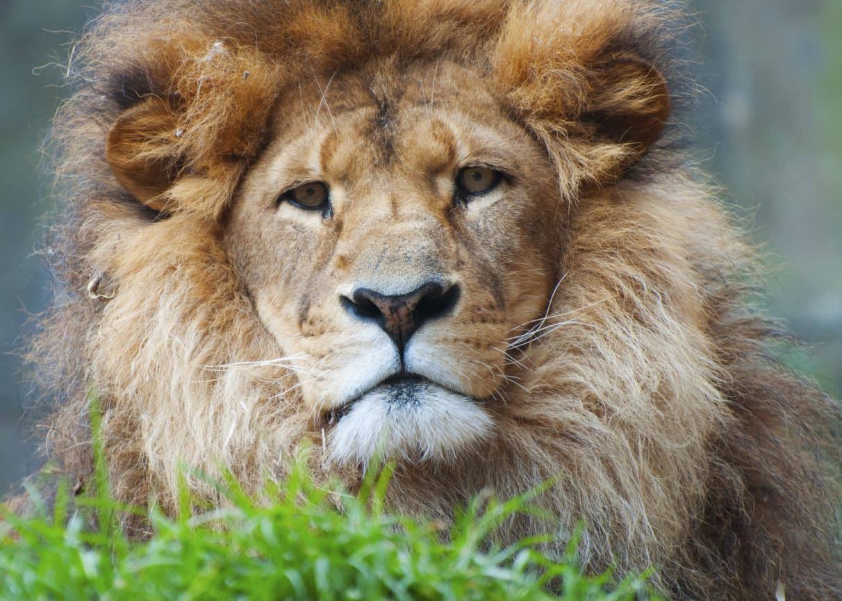 A male lion at Taronga Zoo, Sydney, Australia.