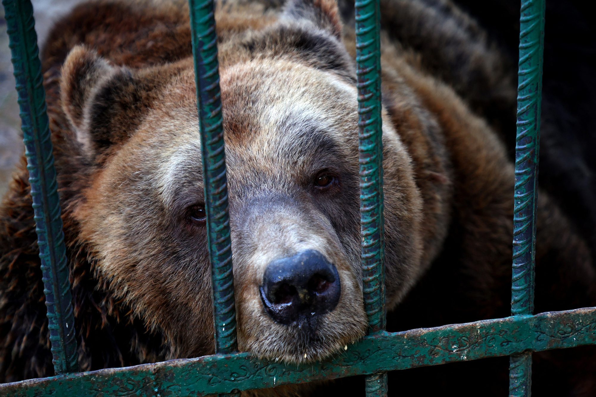 Mark, a 24 year old brown bear sits inside a cage in a restaurant in Tirana, Albania, December 5, 2022. REUTERS/Florion Goga