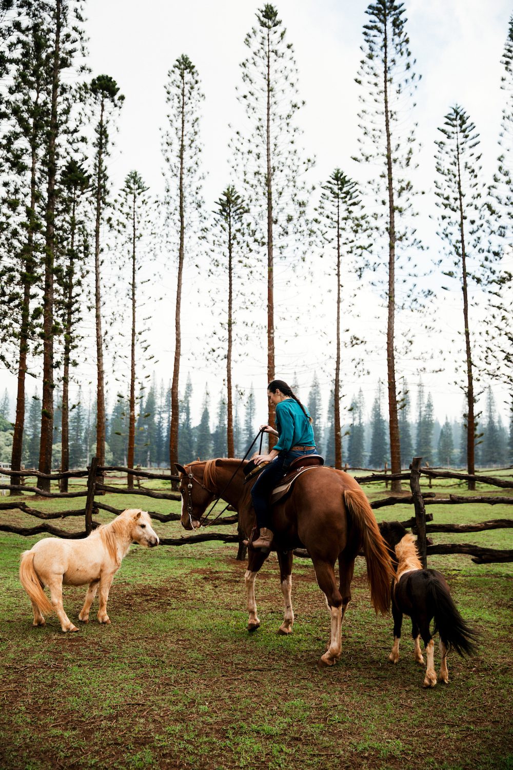 Explore Lanai on horseback