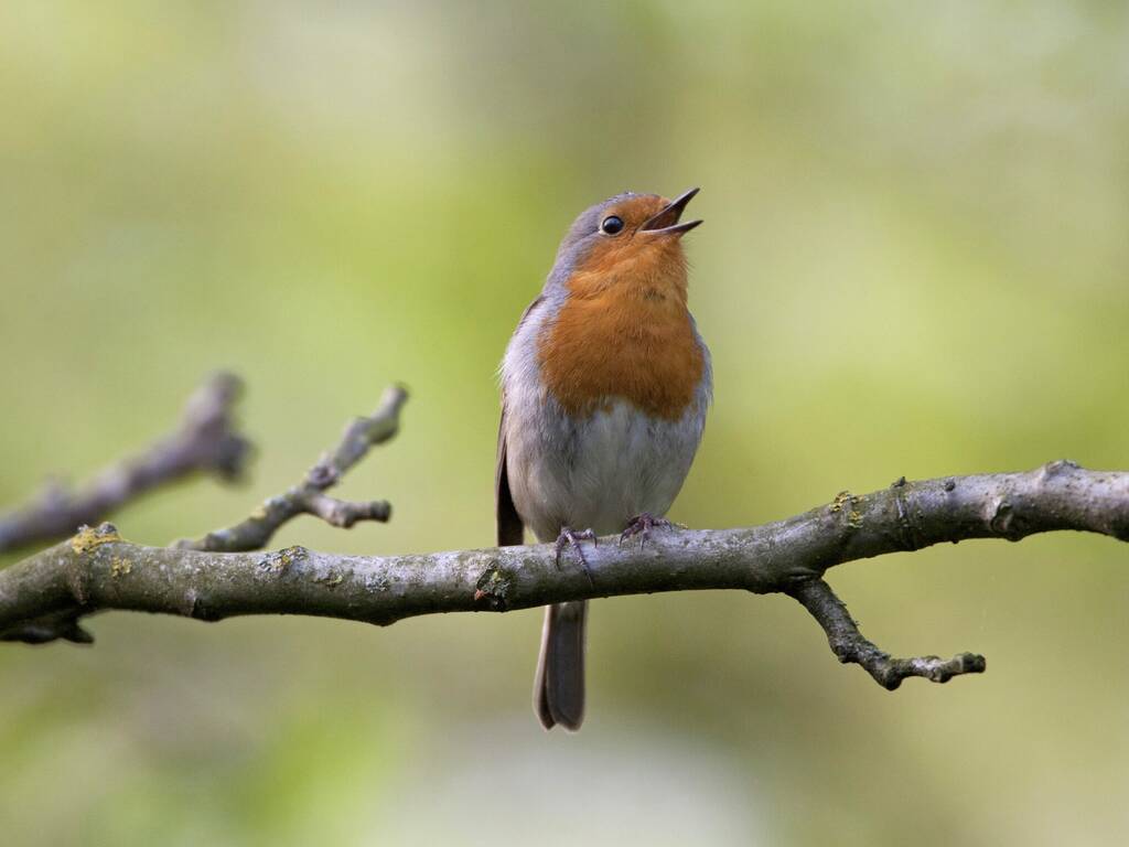 Feathered friends: Listening to birds can boost mood