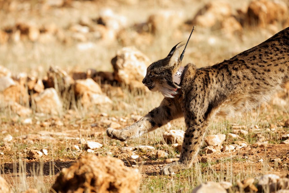 FILE PHOTO: A female Iberian lynx, a feline in danger of extinction, named Ilexa is released with other four lynxes, as part of the European project 'Life LynxConnect' to recover this species in Arana mountain range, in Iznalloz, near Granada, southern Spain December 19, 2022. REUTERS/Jon Nazca