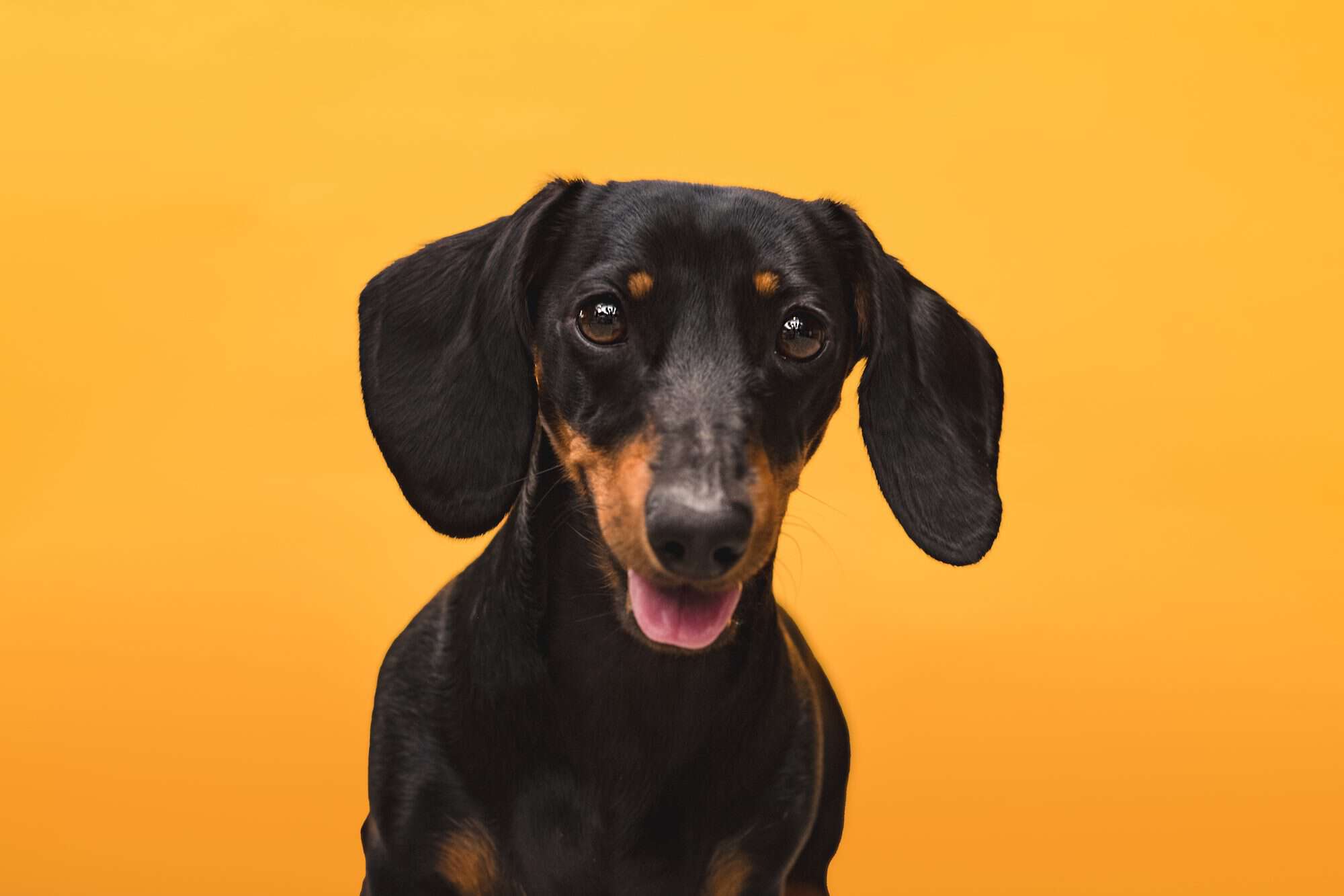 This Auckland garden store is giving away free photoshoots for dogs