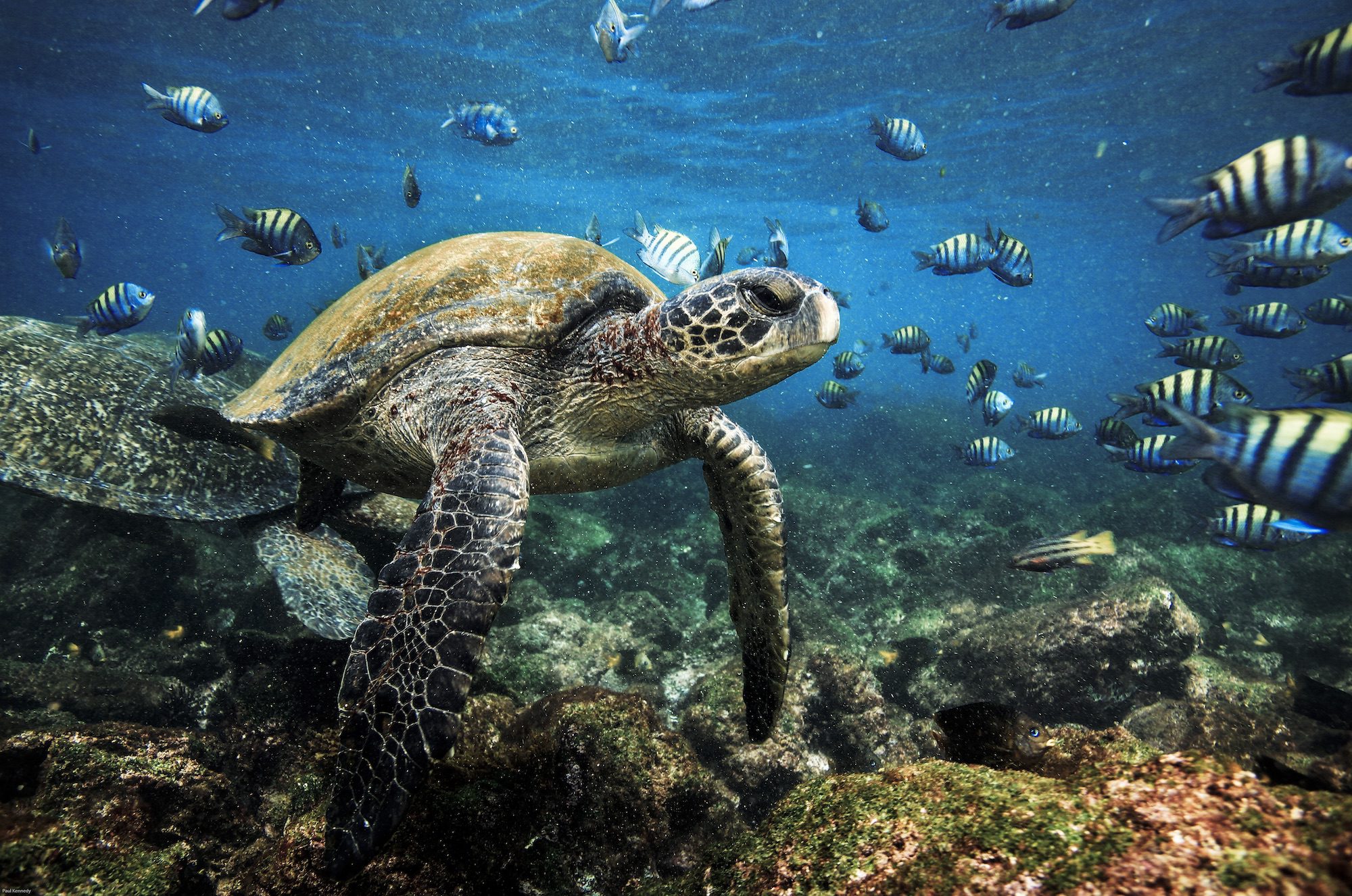An adventurer’s guide to Ecuador: Swimming with sea turtles to conquering volcanoes
