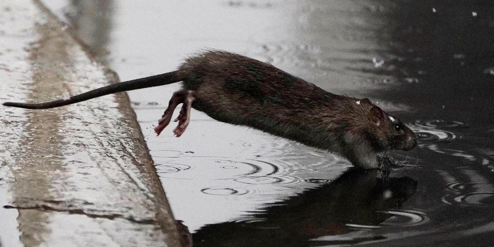 Rodents beware: New York City hires first ‘rat czar’
