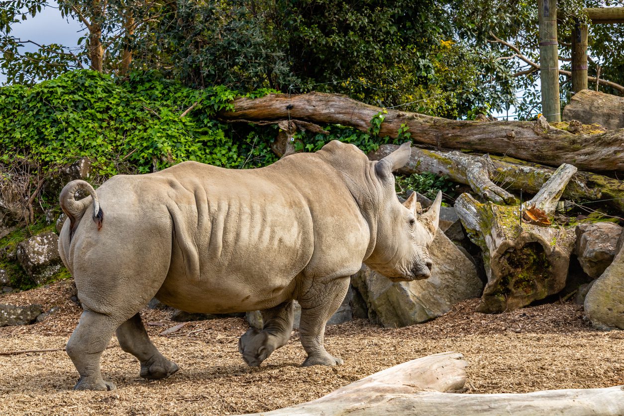 Man breaks into Auckland Zoo rhino enclosure, takes a bath in the pond