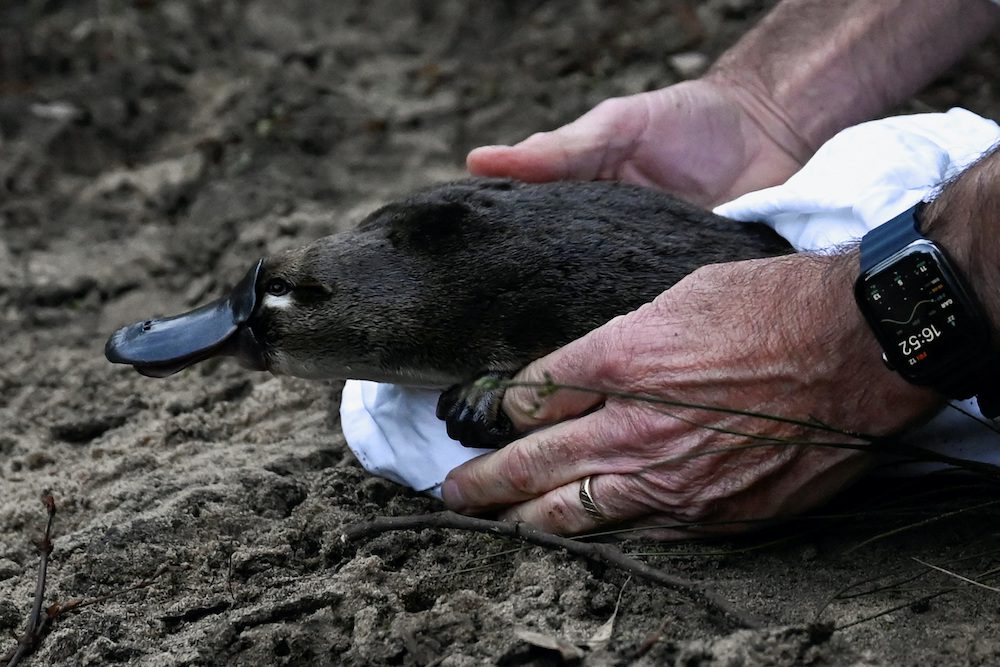 A platypus is released by CEO of Taronga Zoo Cameron Kerr and Scientists back into Sydney's Royal National Park for the first time in over fifty years, in Sydney, Australia, May 12, 2023.  REUTERS/Jaimi Joy