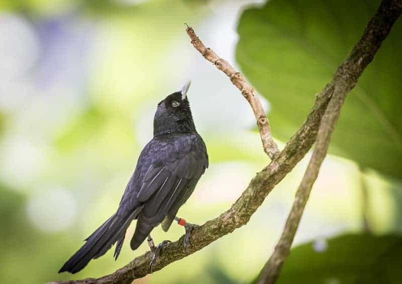 An adult Fatu Hiva monatch. Photo credit - Benjamin Ignace.