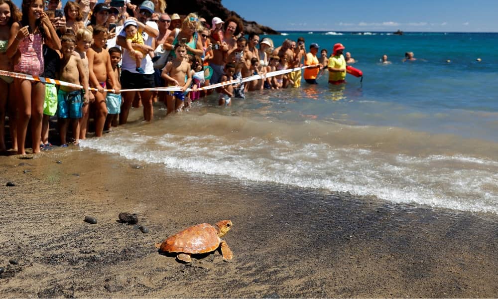 A Caretta Caretta sea turtle is released on El Burrero Beach after recovering from its injuries at the Taliarte Wildlife Recovery Center, on the island of Gran Canaria, Spain, September 16, 2023. REUTERS/Borja Suarez