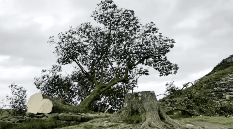 Britain's Sycamore Gap tree, was a much-loved landmark 