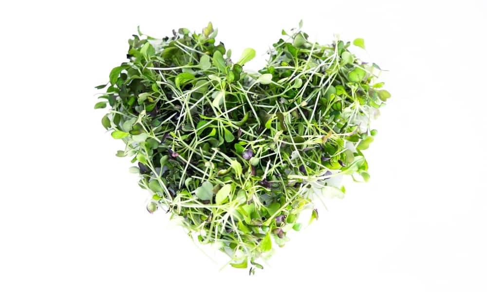 Microgreens sprouts
