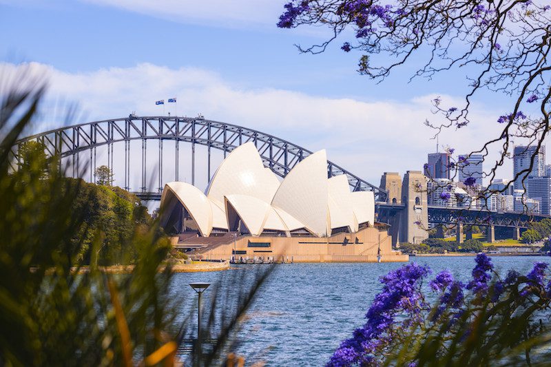 Jacaranda trees in full bloom in Royal Botanic Garden Sydney looking out at the Sydney Opera House. /Destination NSW