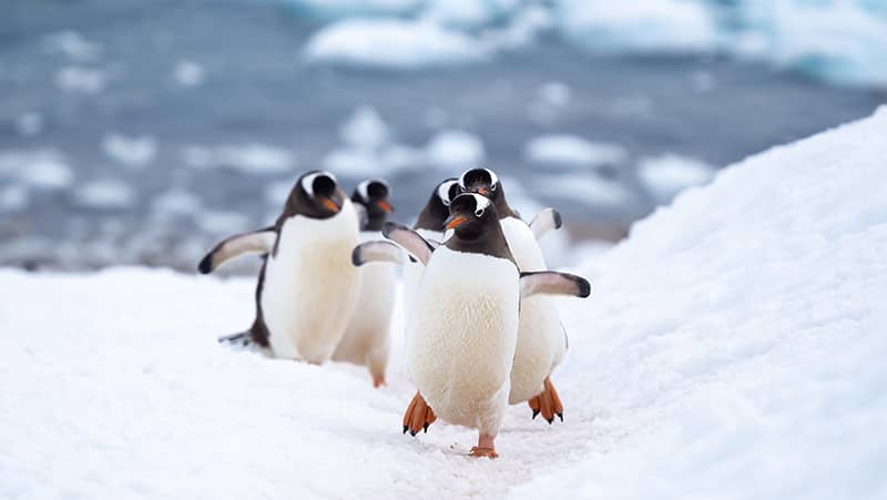 Gentoo penguins breed on the hill above Neko Harbour, an inlet of the Antarctic Peninsula.