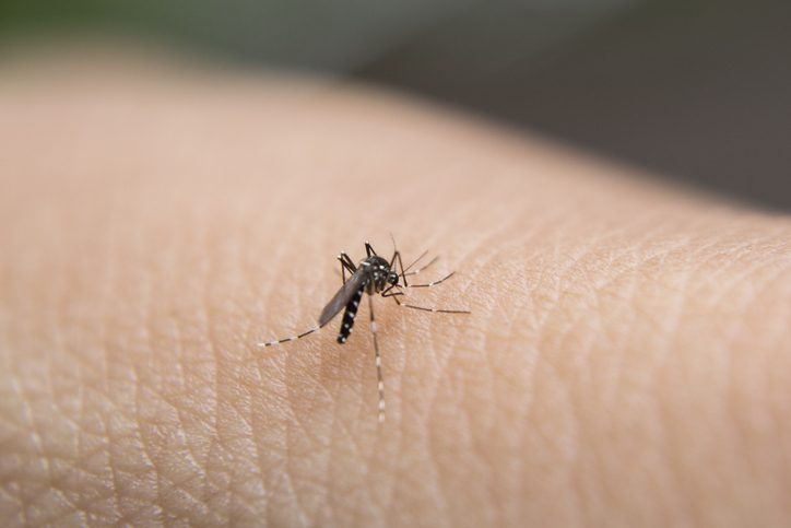 Mosquitoes suck blood /stock image
