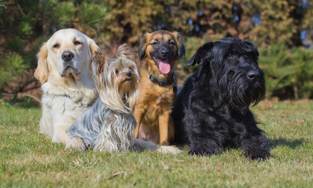 How long will your dog live? New study calculates life expectancy for different breeds