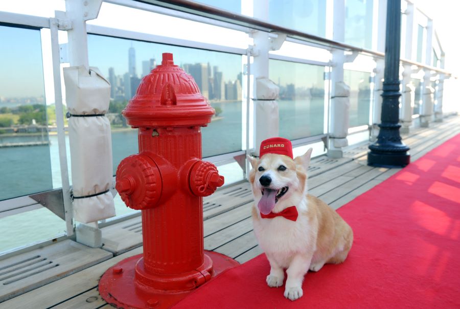 Cunard Ship - Puppy Dog