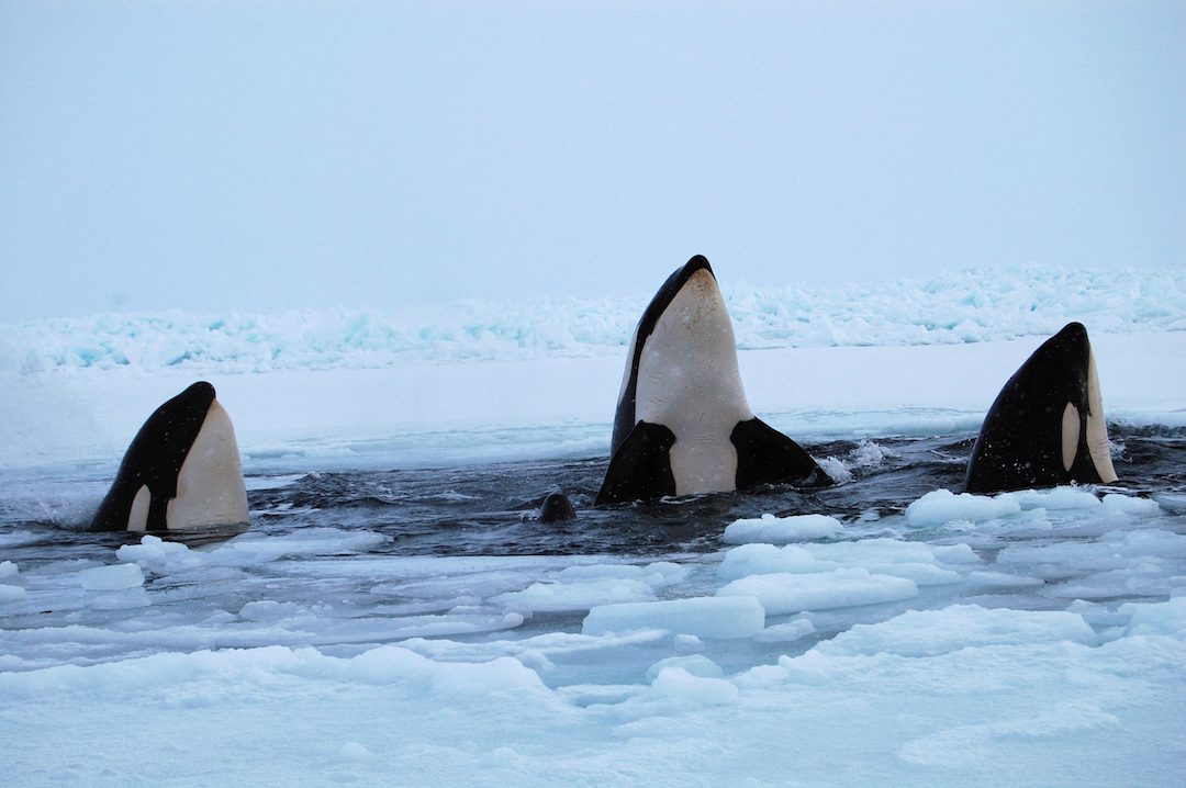 FILE PHOTO: Three killer whales surface through a breathing hole in the ice of Hudson Bay near the community of Inukjuak, Quebec January 9, 2013. REUTERS/Maggie Okituk/File Photo