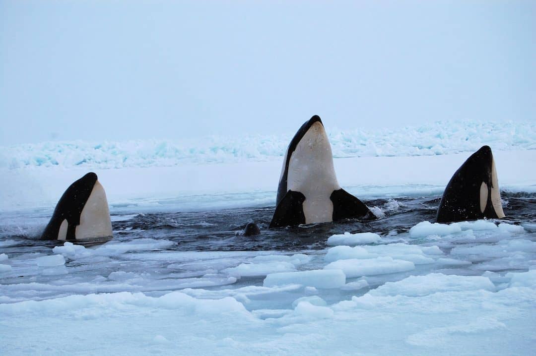 FILE PHOTO: Three killer whales surface through a breathing hole in the ice of Hudson Bay near the community of Inukjuak, Quebec January 9, 2013. REUTERS/Maggie Okituk/File Photo