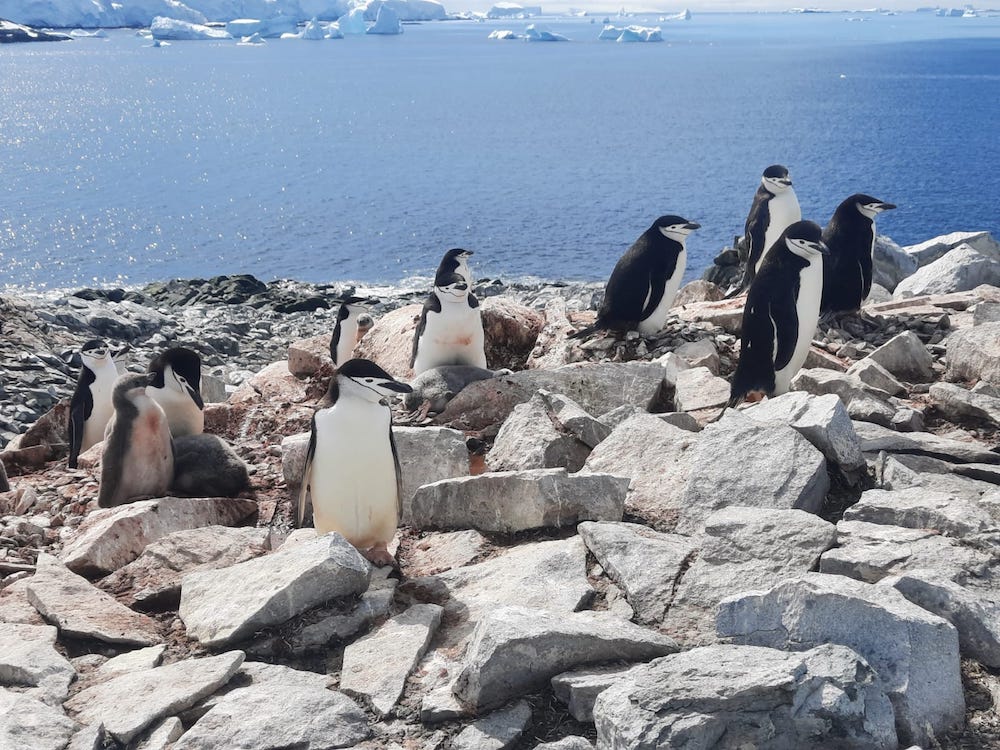 Pictured here, chinstrap penguins in Antarctica (not on Diaz Rock). Photo credit Dr. Grant Humphries.