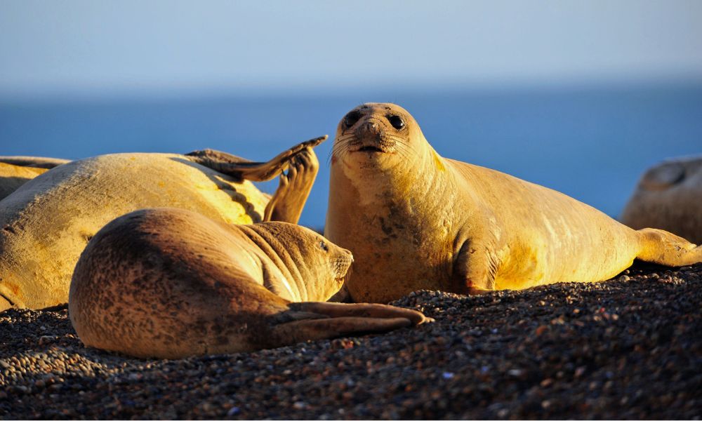 Seals on the Puerto Madryn coast. Photography / Tourism Puerto Madryn