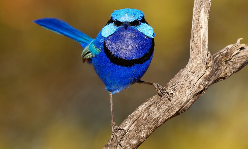 Landmark study reveals new ‘tree of life’ for all birds living today