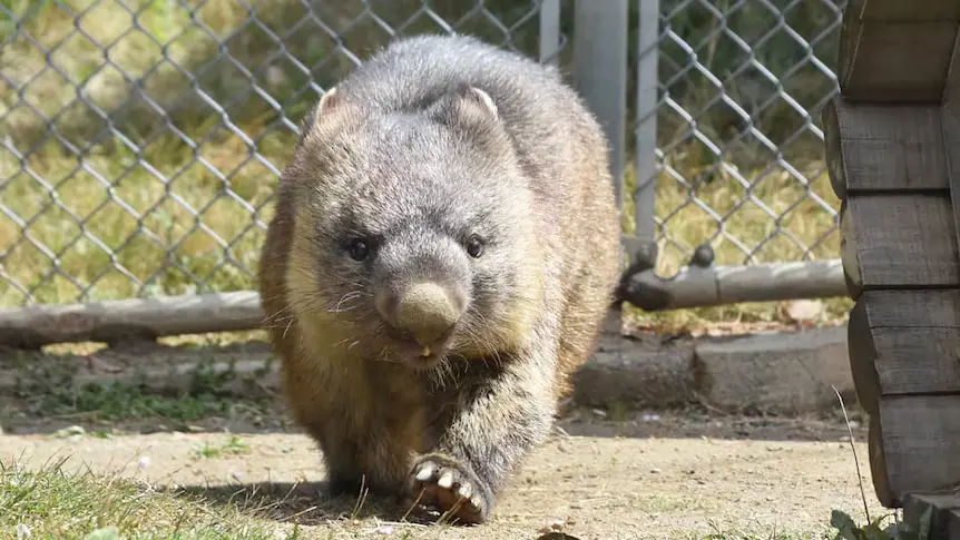 Wain is thought to be oldest wombat alive.(Instagram: hayashisakura.wom)