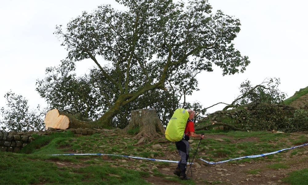 A walker passes the felled Sycamore Gap in Once Brewed, Northumberland National Park, Britain, September 28, 2023. REUTERS/Lee Smith/File Photo