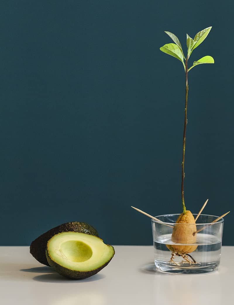 Something to Sprout About