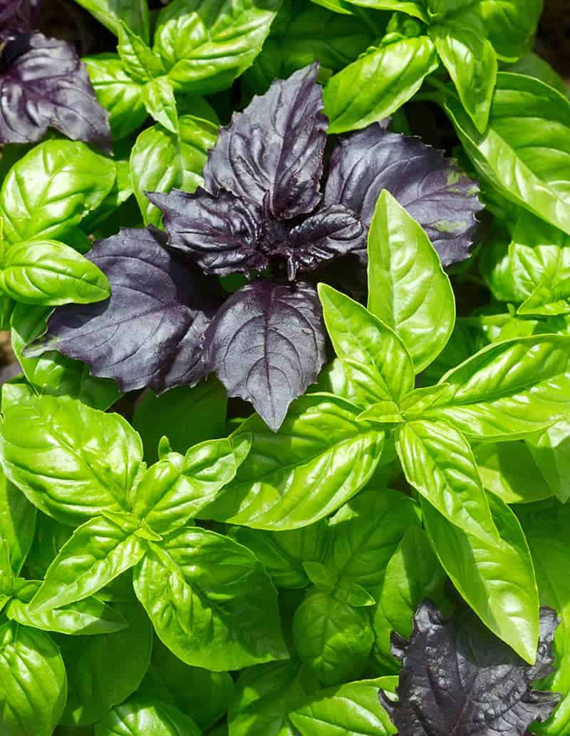Herbal Remedy – How to grow Basil