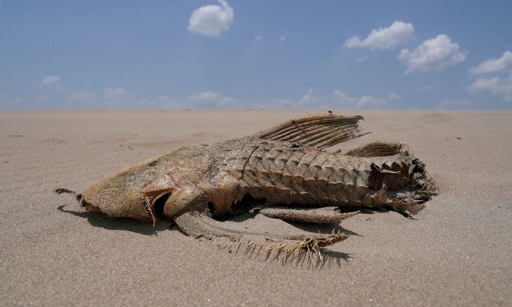 A fish carcass is seen on a sandbank that emerged in the middle of the Solimoes River in the Amazon Basin, which is suffering from the worst drought on record, near Manacapuru, Amazonas state, Brazil September 20, 2024. REUTERS/Jorge Silva/File Photo