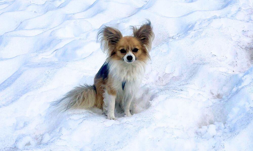 Tiny Chihuahua Guides Rescuers To Hiker Trapped In Swiss Glacier