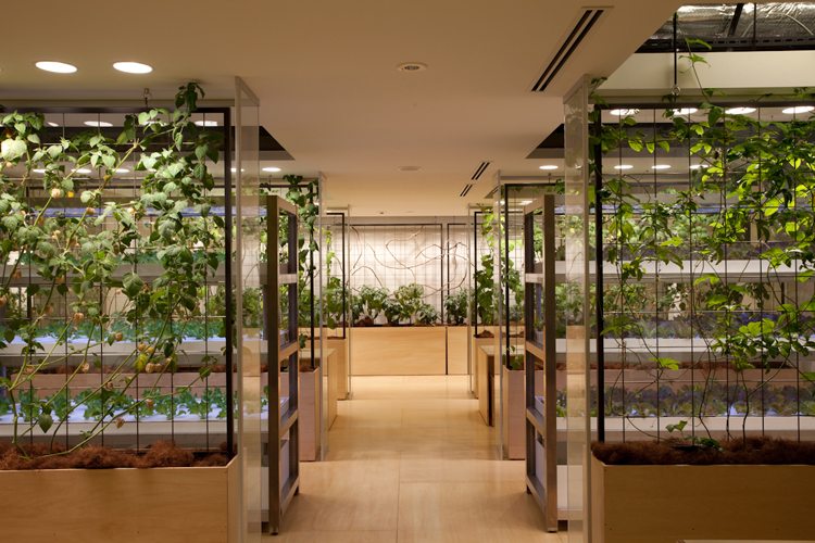 Is this office building / urban farm the most lush place to work?