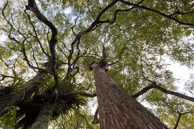 Kauri Tree, photo by Russell Street.