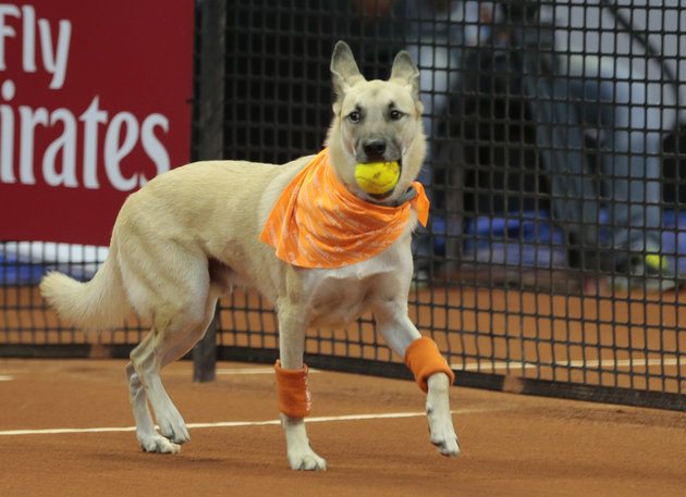 A dog picks up a tennis ball during the Brazil Open tournament in Sao Paulo, Brazil, Thursday Feb. 25, 2016. The dog was one of four trained animals that engaged onlookers Thursday night by picking up balls that went out of bounds. Not long ago, the same dogs had run abandoned in Sao Paulo, Brazils biggest city. The unusual initiative was made to promote the adoption of abandoned street animals. (AP Photo/Leandro Martins)