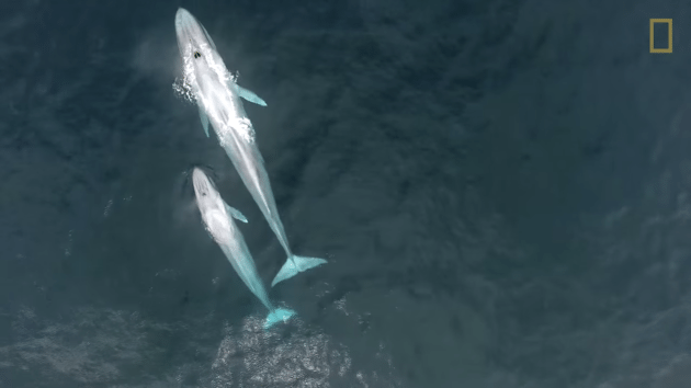 Beautiful footage could be first to show blue whale calf nursing